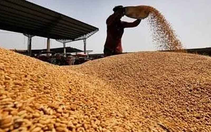 गेहूं की कीमतों को नियंत्रित करने के लिए सरकार ने लागू की स्टॉक लिमिट, निर्यात पर रोक जारी